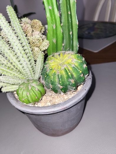 Cactus plants artificial potted