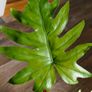 No.1 Philodendron Radiatum Variegated Image 2
