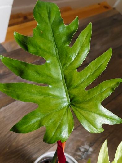 No.1 Philodendron Radiatum Variegated