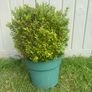 plant Image 2