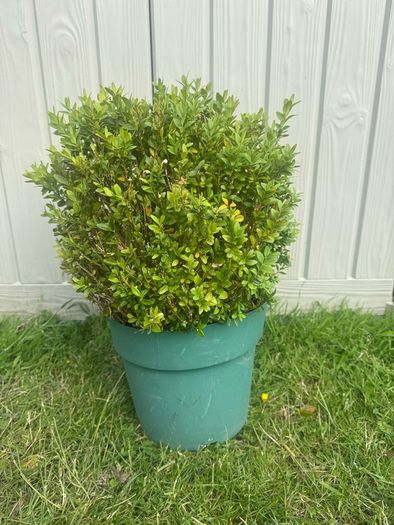 plant