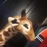 huge stuffed giraffe Image 10