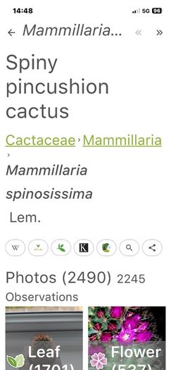 Mammillaria Spinosissima