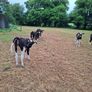 Dairy Calves. Image 5