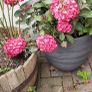 garden plants Image 10