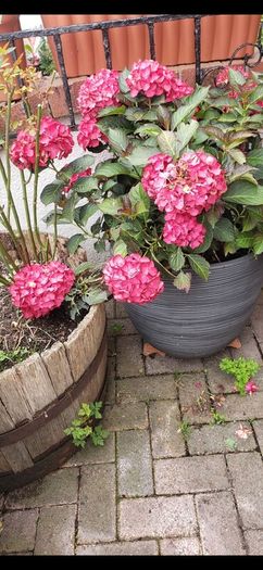 garden plants