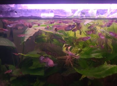 30 mixed Guppy Fish for 30 euro only