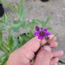 mature plant bundle Image 6