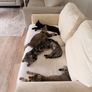 Two Sweet Kittens Looking for Loving Homes Image 3
