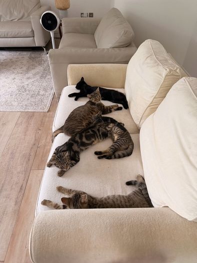 Two Sweet Kittens Looking for Loving Homes