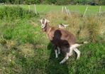 goats