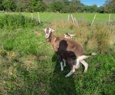 goats