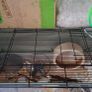 Large Reptile Glass Cage with all equipment Image 9