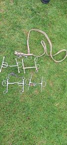 Horse Butterfly Bits