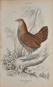 Sonnerats Wild Cock Female Jardine 1834