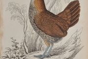 Sonnerats Wild Cock Female Jardine 1834