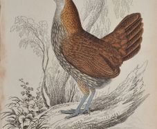 Sonnerats Wild Cock Female Jardine 1834