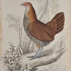 Sonnerats Wild Cock Female Jardine 1834
