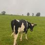 Incalf friesan heifers Image 4