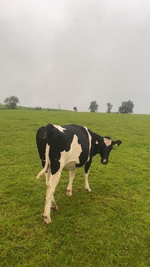 Incalf friesan heifers