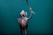 Vintage verdigris frog on leaf candleholder