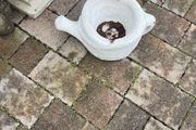 planter