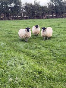 Perth blackface ram lambs