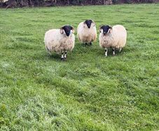 Perth blackface ram lambs