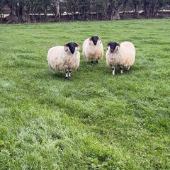 Perth blackface ram lambs