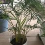 Large Indoor Areca Palm Image 2