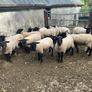 Suffolk hoggets Image 7