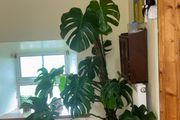 Large Monstera Deliciosa