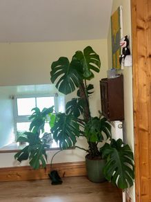 Large Monstera Deliciosa