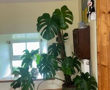 Large Monstera Deliciosa