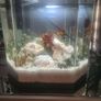 fish tank Image 2