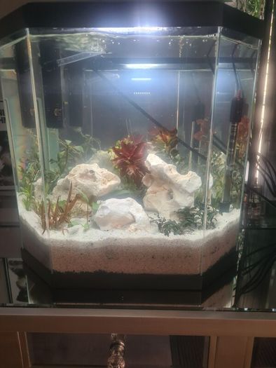 fish tank