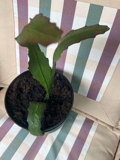 cactus plant