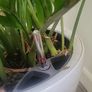 Zamioculcas Zamifolia planter Image 4
