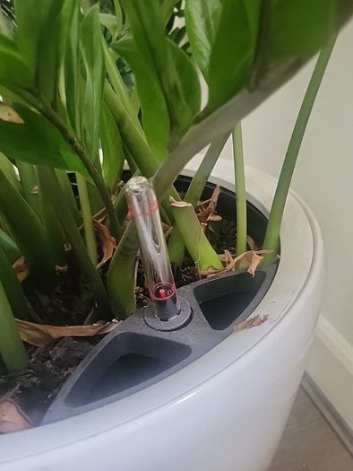 Zamioculcas Zamifolia planter