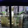 Marine Fish Tank Image 5