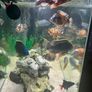 240 litre Aquarium Image 8
