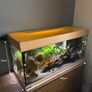 Fish Image 2