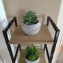 Fake Succulent Plant Image 3