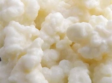 Kefir grains (frozen)