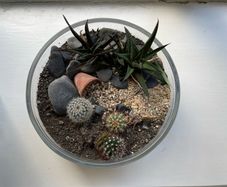 Mini Indoor Cactus Garden
