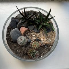 Mini Indoor Cactus Garden