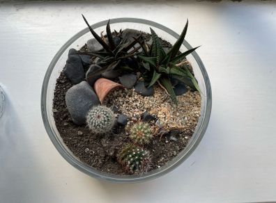 Mini Indoor Cactus Garden