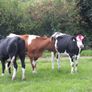 3 Pedigree registered maiden Heifers Image 3
