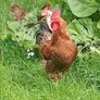 Rooster Image 2
