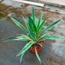 yucca bright Edge plant Image 3